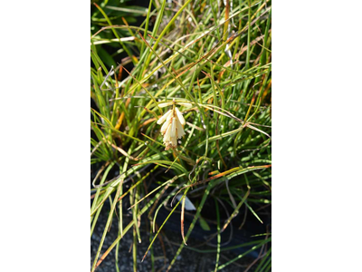 Kniphofia