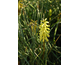 Kniphofia Lemon Popsicle ®