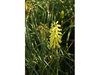 Kniphofia