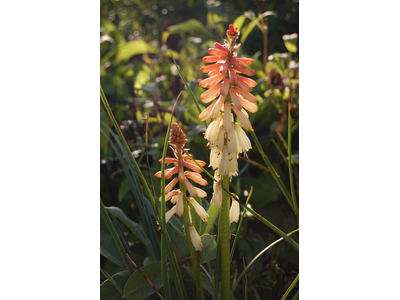 Kniphofia