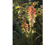 Kniphofia Orange Vanilla Popsicle ®