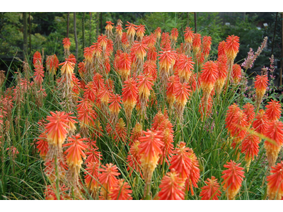 Kniphofia