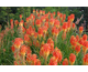 Kniphofia Papaya Popsicle ®