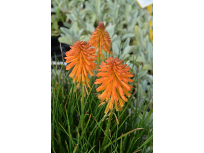 Kniphofia