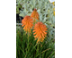 Kniphofia Poco Orange ®