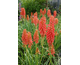 Kniphofia Popsicle Redhot ®