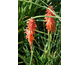 Kniphofia