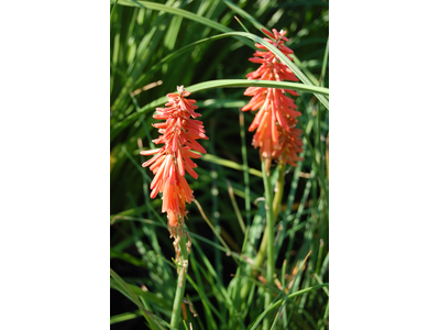 Kniphofia