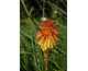 Kniphofia rooperi 