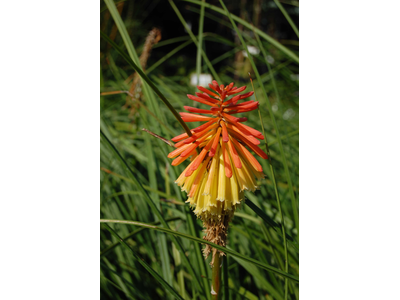Kniphofia rooperi
