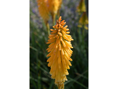 Kniphofia uvaria