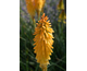 Kniphofia uvaria Echo Mango ®