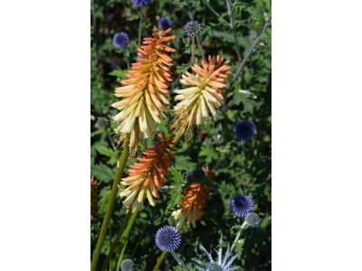 Kniphofia uvaria