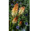 Kniphofia uvaria Flamenco