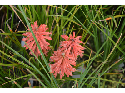 Kniphofia