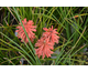 Kniphofia Poco Red