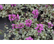 Lamium maculatum Beacon Silver