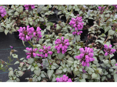 Lamium maculatum