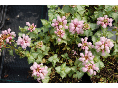 Lamium maculatum