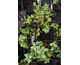 Lamium maculatum White Nancy