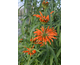 Leonotis leonorus None