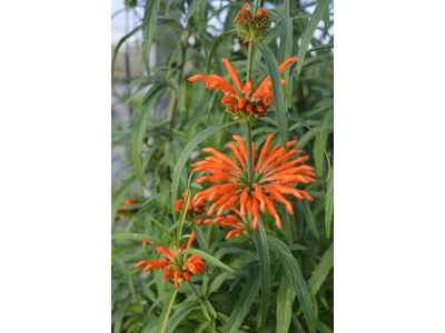 Leonotis leonorus