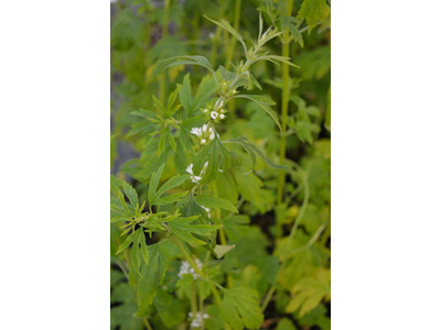 Leonurus japonicus