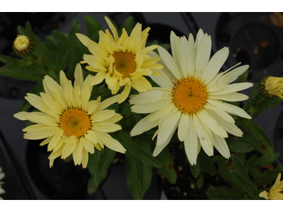 Leucanthemum