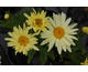Leucanthemum Broadway Lights ®