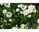 Leucanthemum Daisy Queen