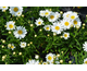 Leucanthemum