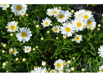 Leucanthemum