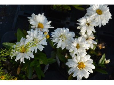 Leucanthemum