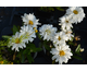 Leucanthemum Macaroon ®