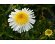 Leucanthemum x superbum Sunny Side Up ®