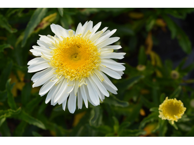 Leucanthemum x superbum