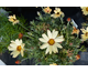 Leucanthemum Sunshine Peach