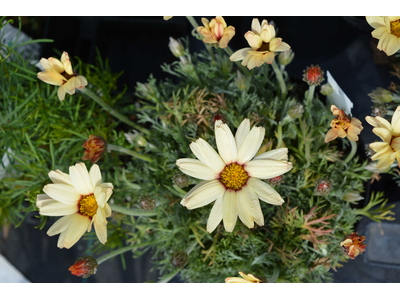Leucanthemum