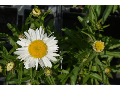 Leucanthemum