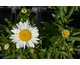 Leucanthemum