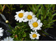 Leucanthemum x superbum Madonna