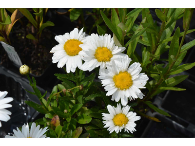 Leucanthemum x superbum