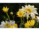 Leucanthemum x maximum Goldfinch