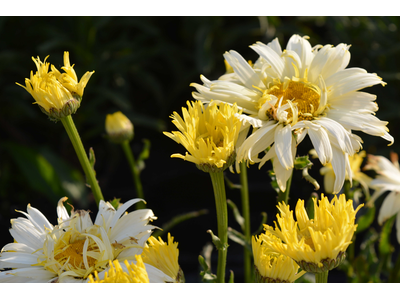 Leucanthemum x maximum