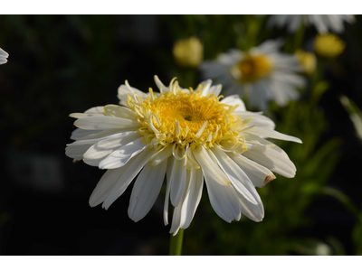 Leucanthemum x maximum