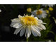Leucanthemum x maximum Real Neat
