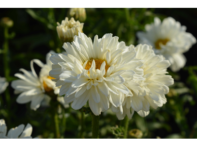 Leucanthemum x superbum