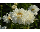 Leucanthemum x superbum Victorian Secret ®