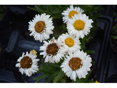 Leucanthemum x superbum