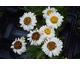 Leucanthemum x superbum Bridal Bouquet ®
